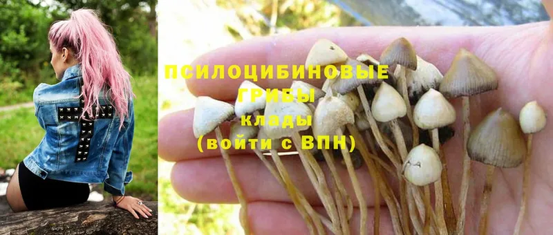 закладки  Лобня  Псилоцибиновые грибы Psilocybine cubensis 